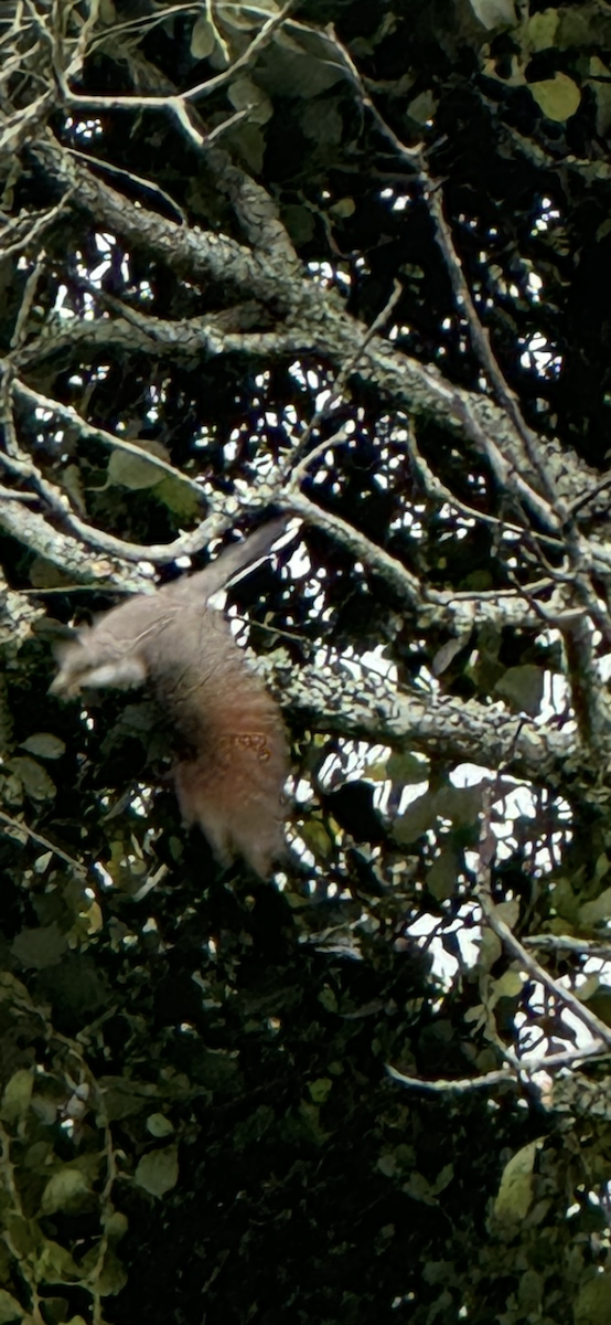 Yellow-billed Cuckoo - ML632898199