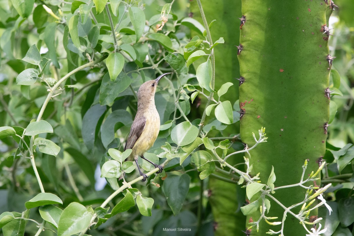 Purple-banded Sunbird - ML632898220