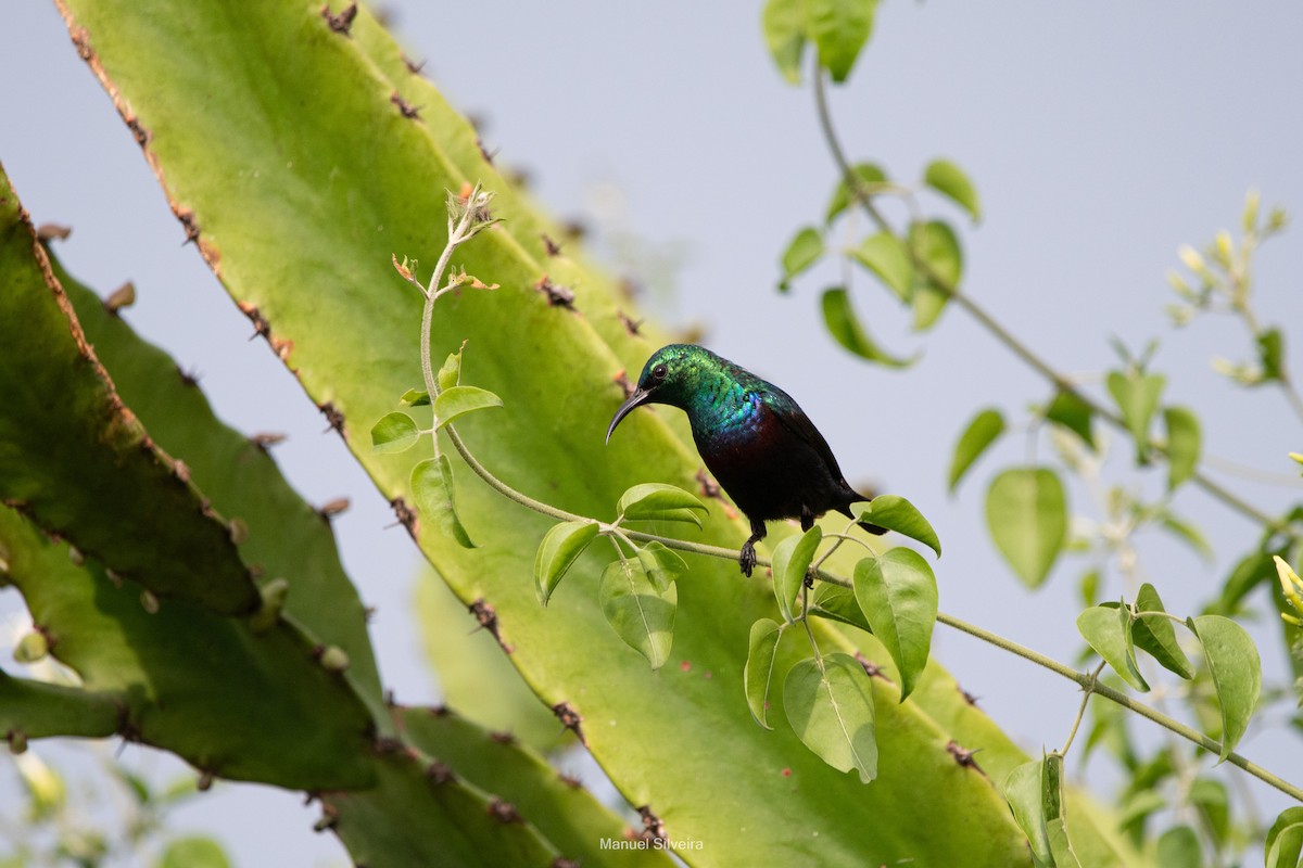 Purple-banded Sunbird - ML632898221