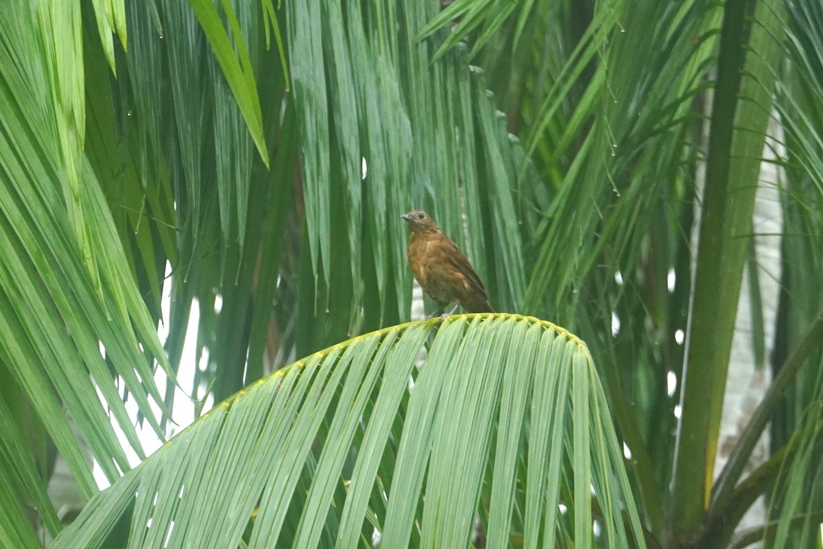 Cocoa Thrush - ML632898237