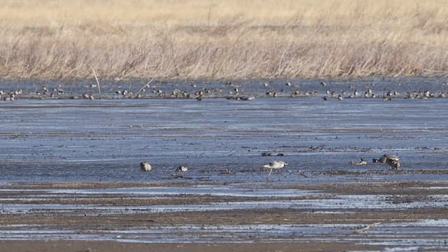 Northern Pintail - ML632898297