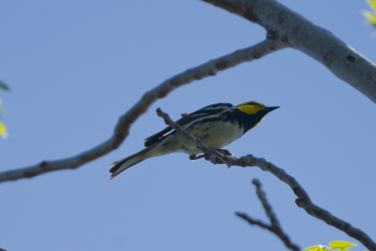 Golden-cheeked Warbler - ML632898358
