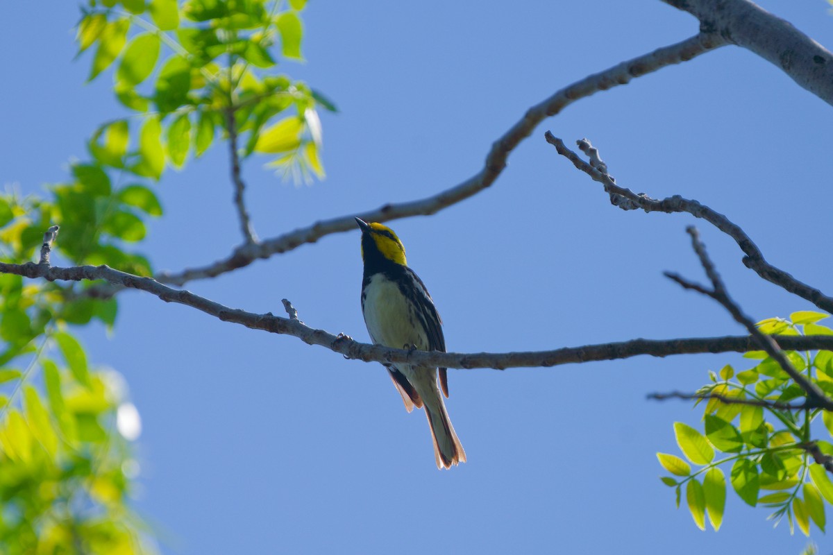 Golden-cheeked Warbler - ML632898360