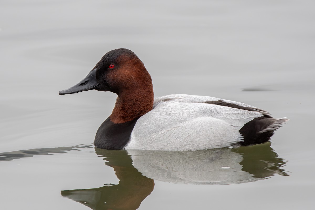 Canvasback - ML632898372