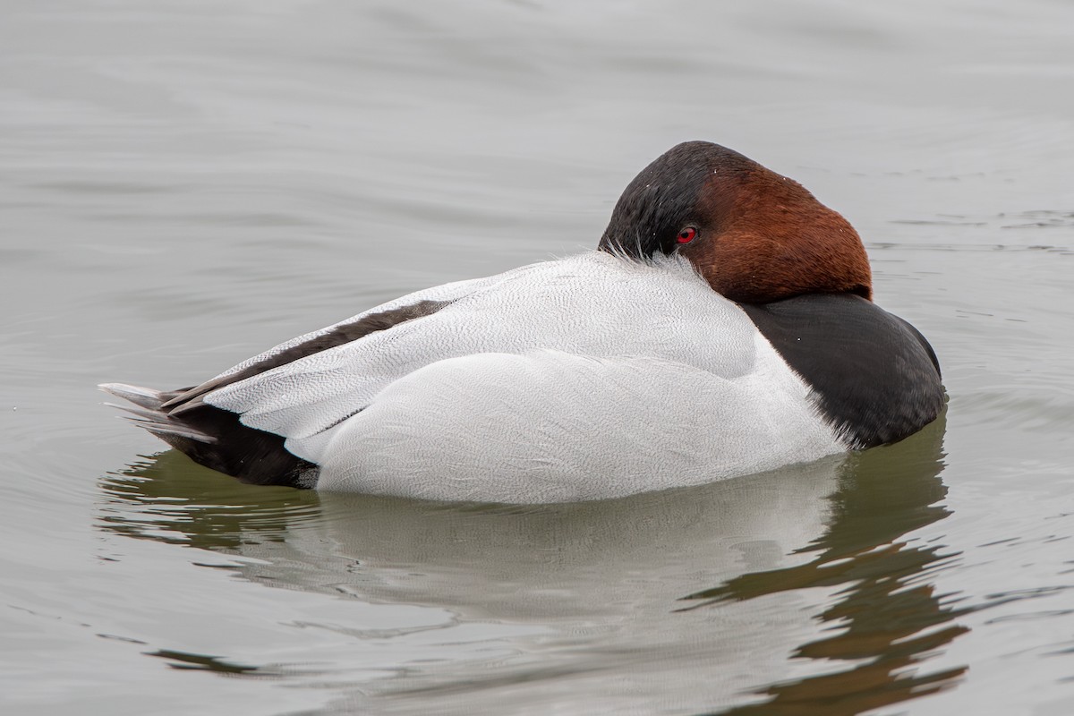 Canvasback - ML632898374