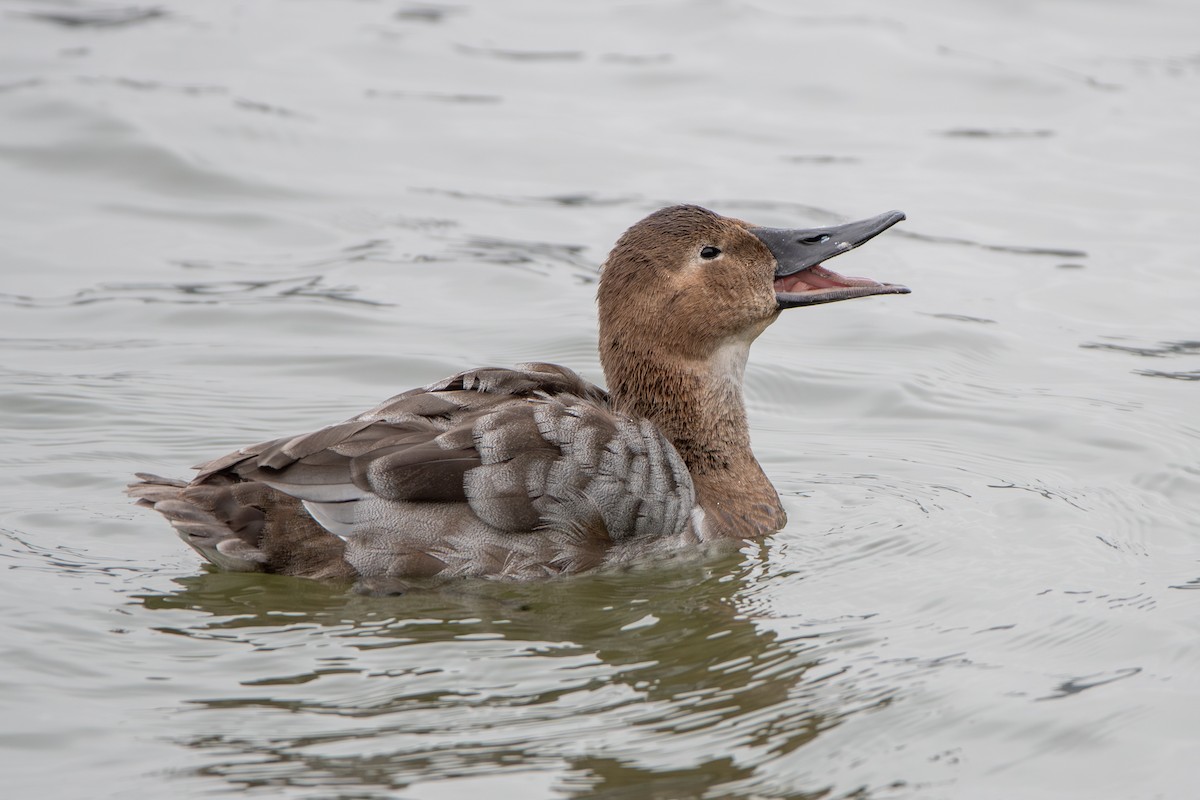 Canvasback - ML632898376