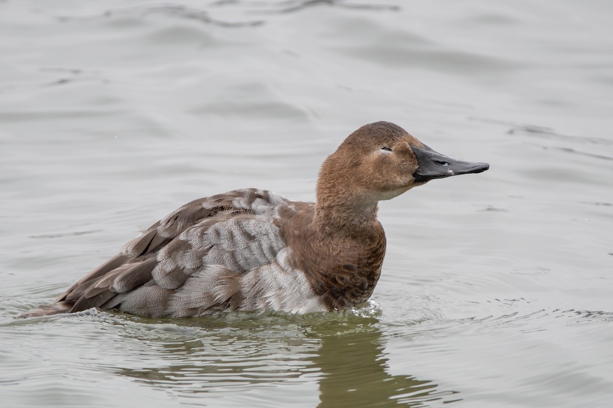 Canvasback - ML632898377