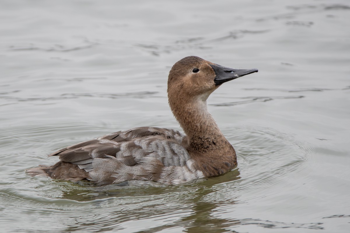 Canvasback - ML632898378
