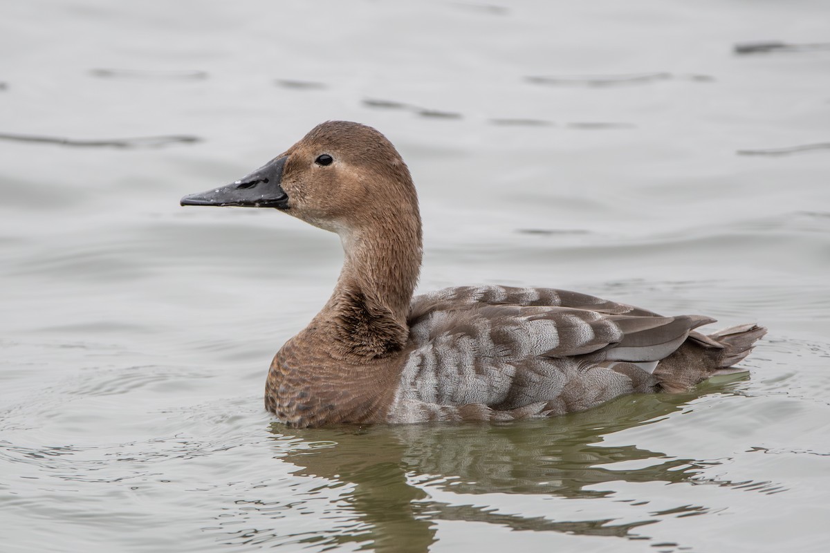 Canvasback - ML632898379