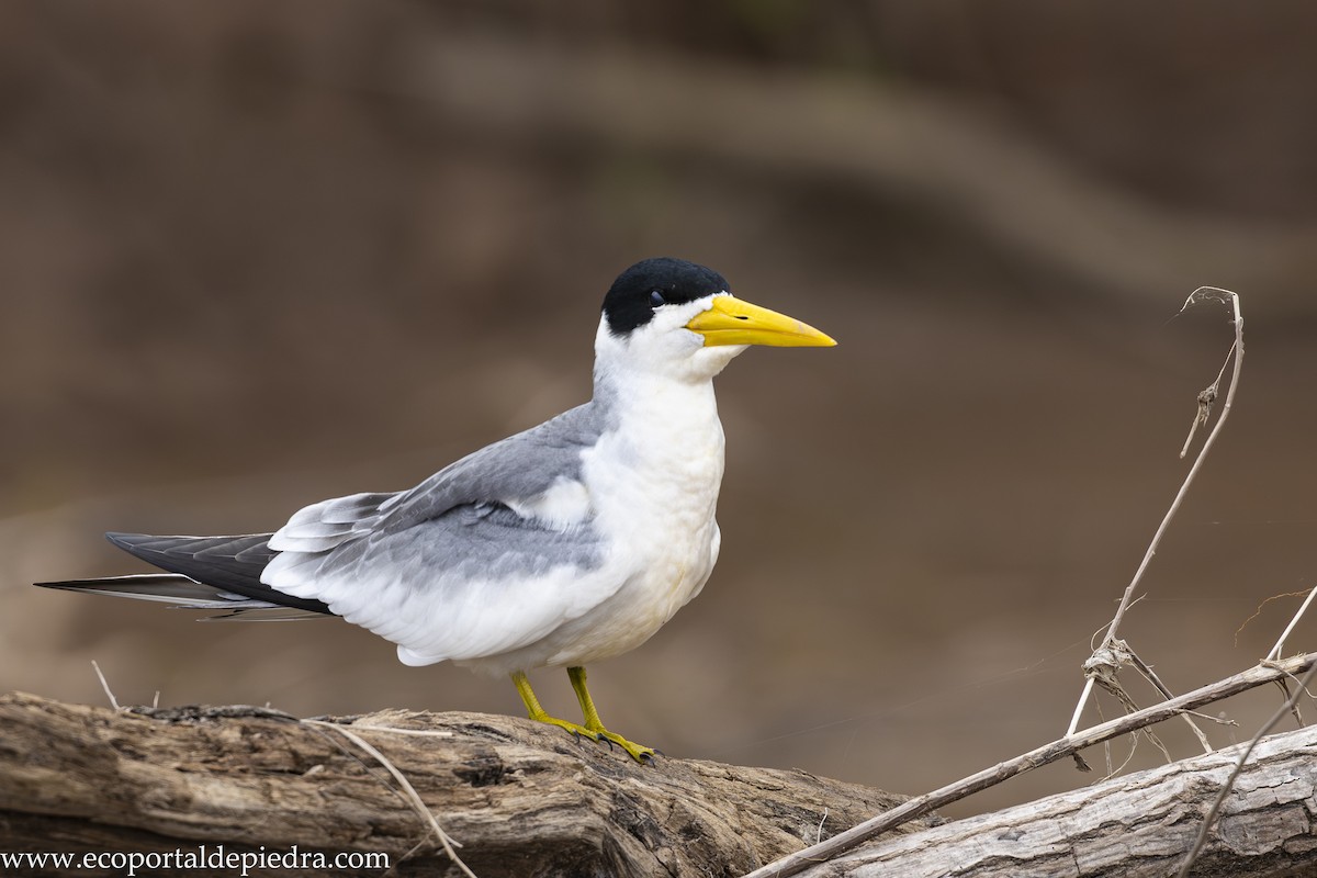 Large-billed Tern - ML632898475