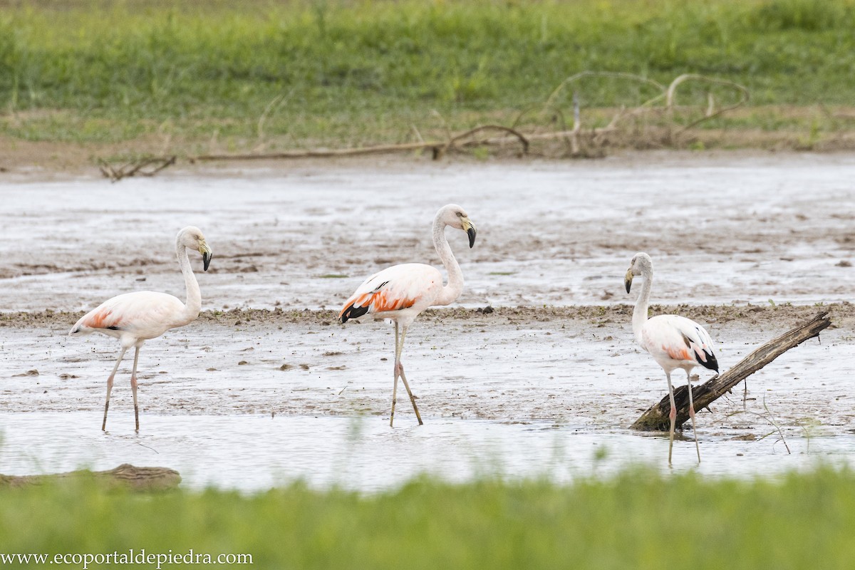 Chilean Flamingo - ML632898496