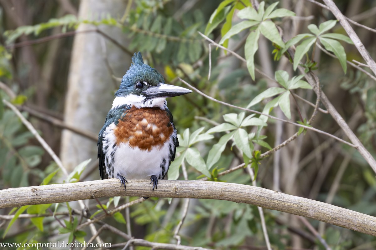 Amazon Kingfisher - ML632898501