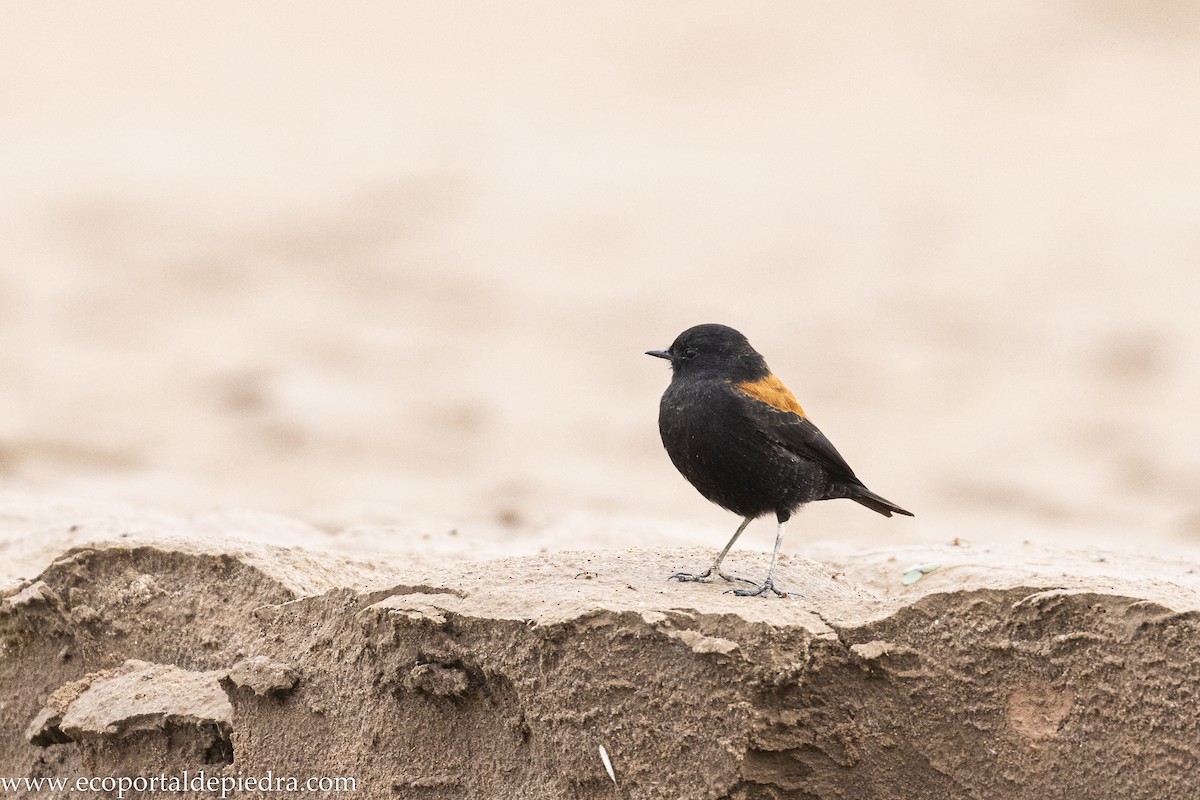 Austral Negrito - ML632898506