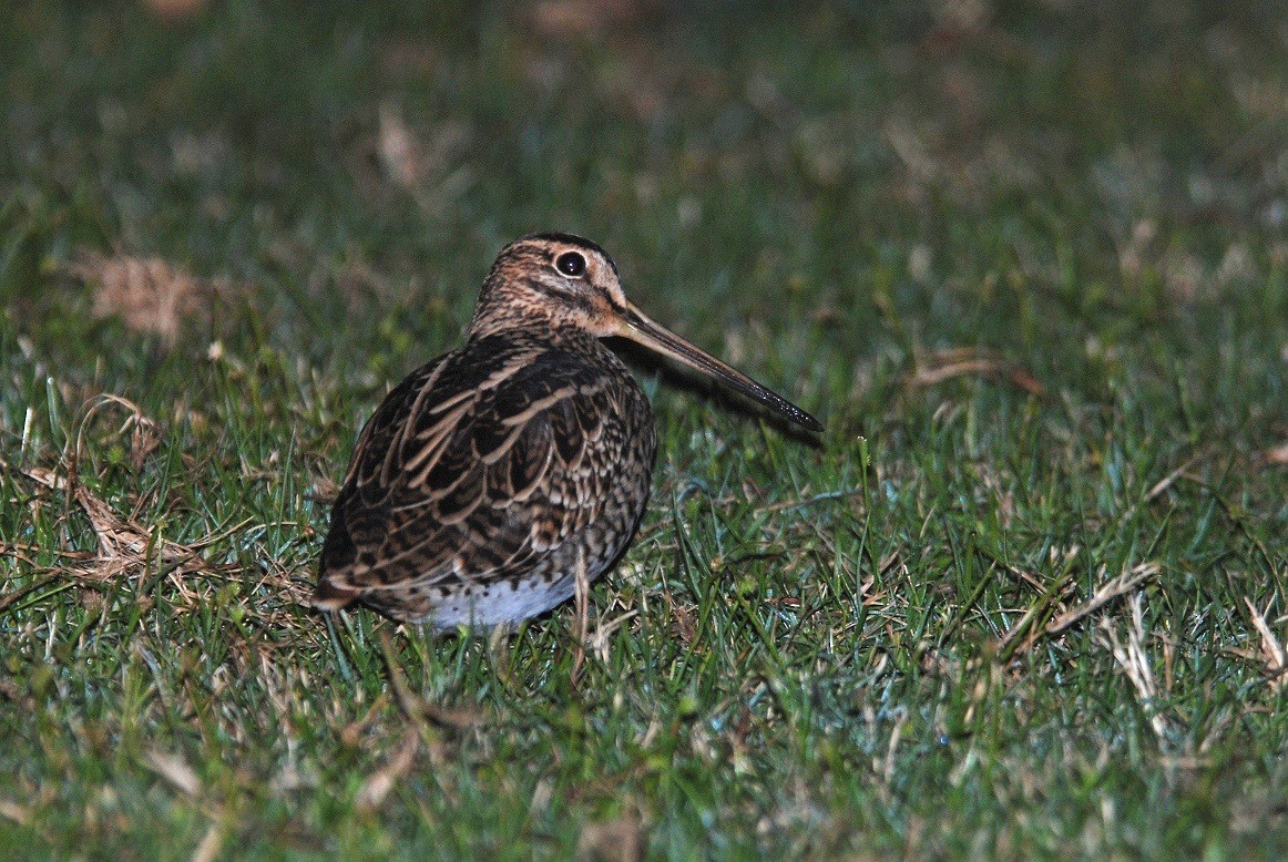 Pin-tailed Snipe - ML632898666