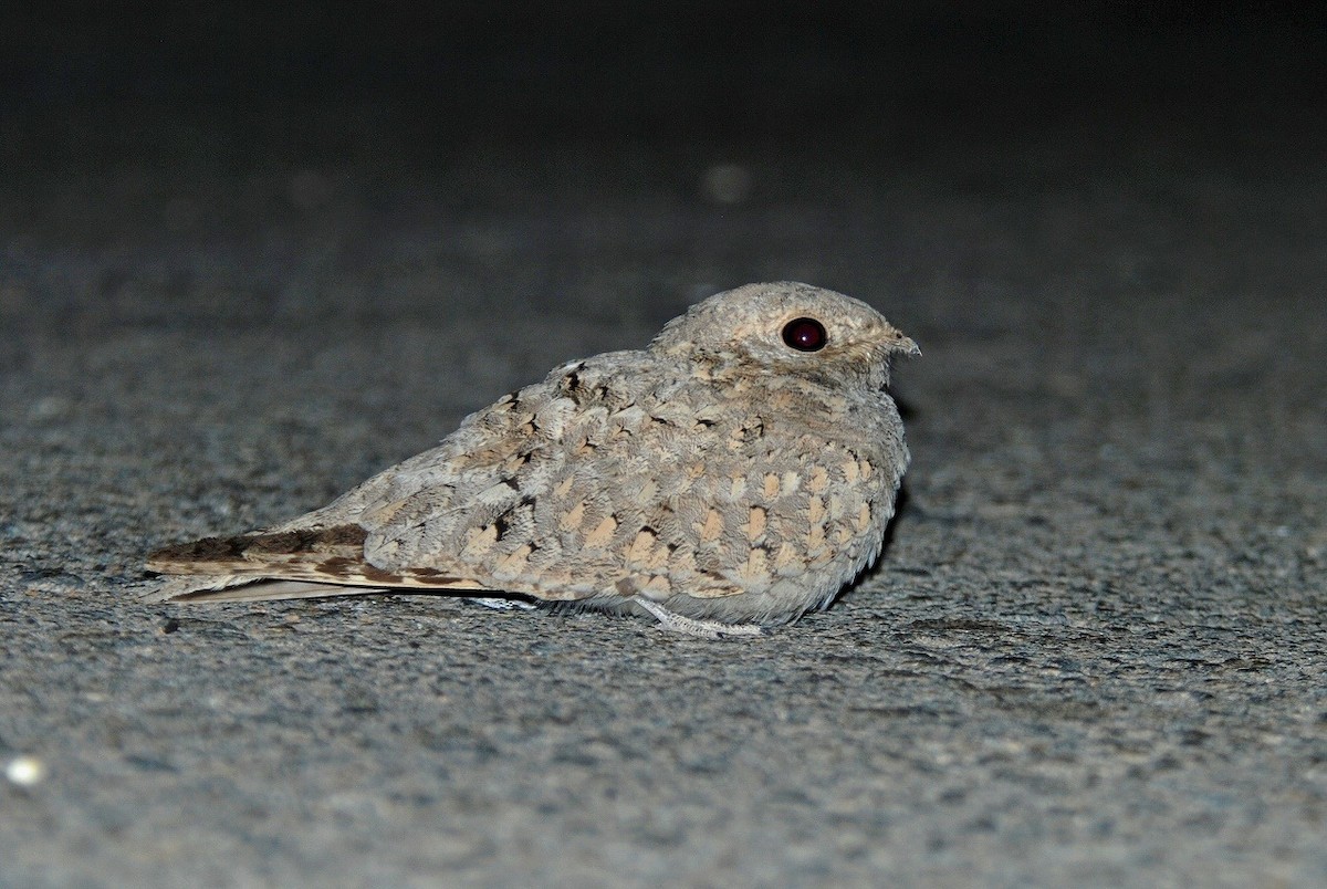 Egyptian Nightjar - ML632898675
