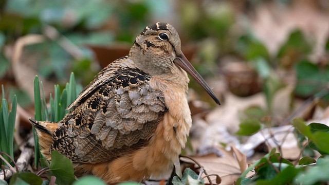 American Woodcock - ML632898824