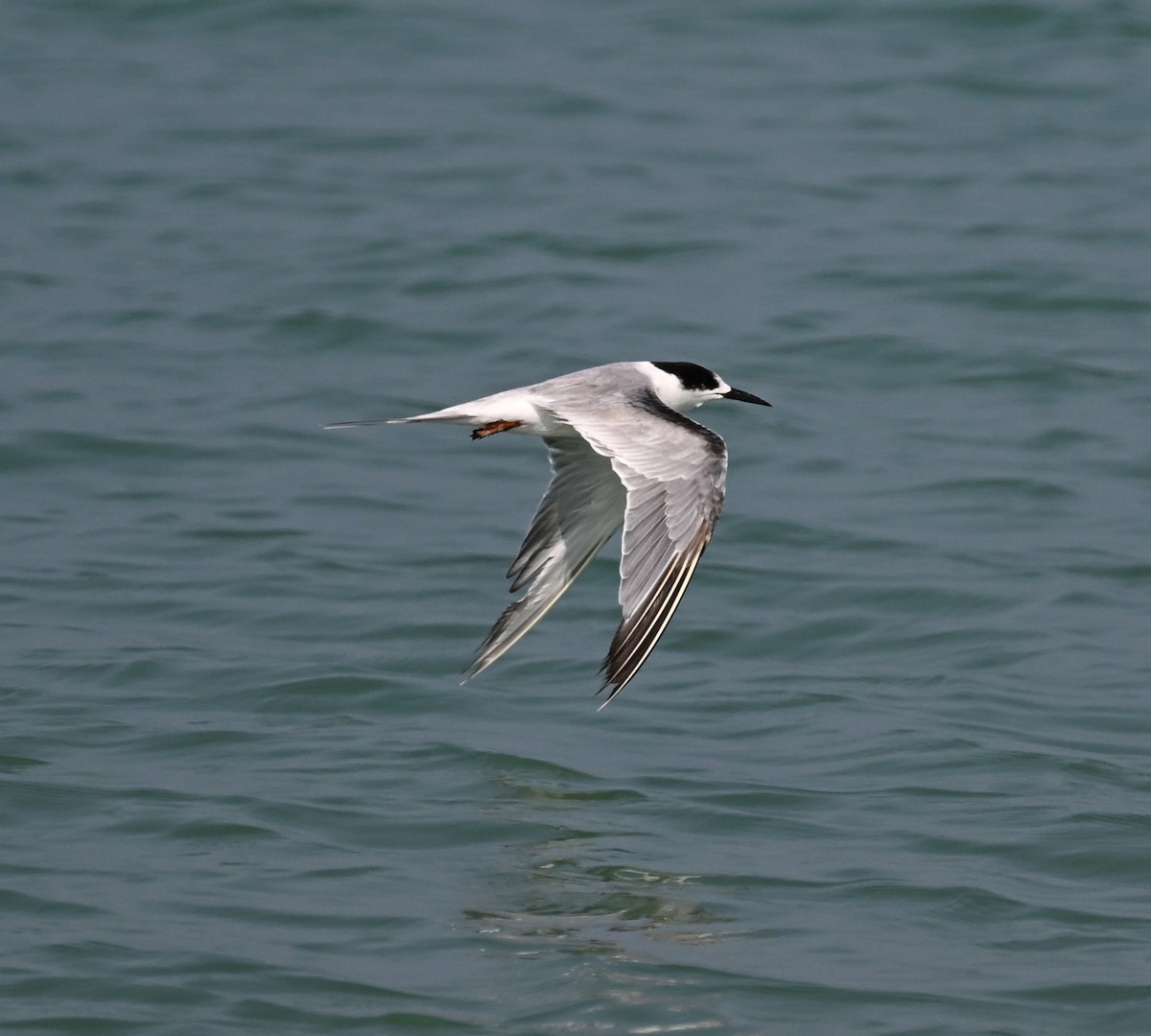 White-cheeked Tern - ML632898858