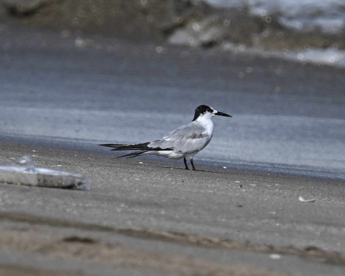White-cheeked Tern - ML632898860