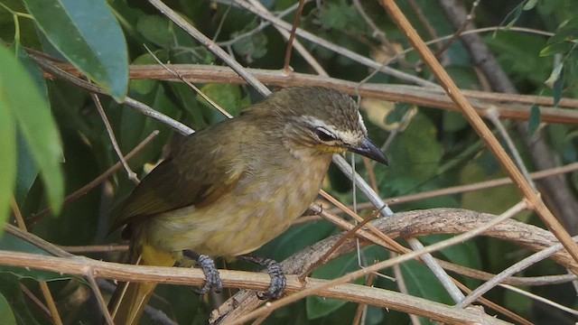 White-browed Bulbul - ML632898956