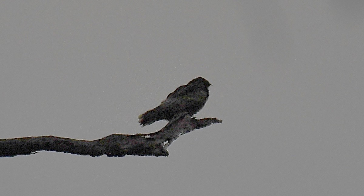 Gray Nightjar - ML632898963