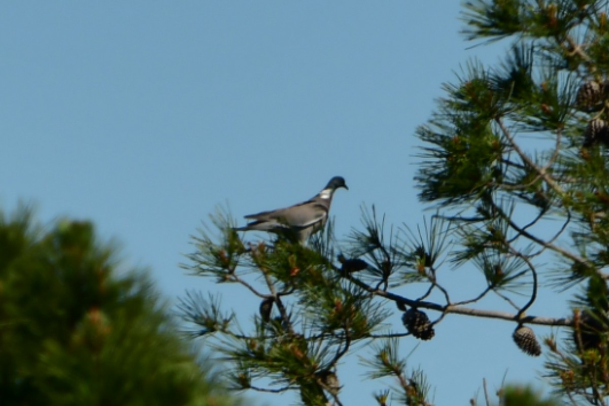 Common Wood-Pigeon - ML632899056