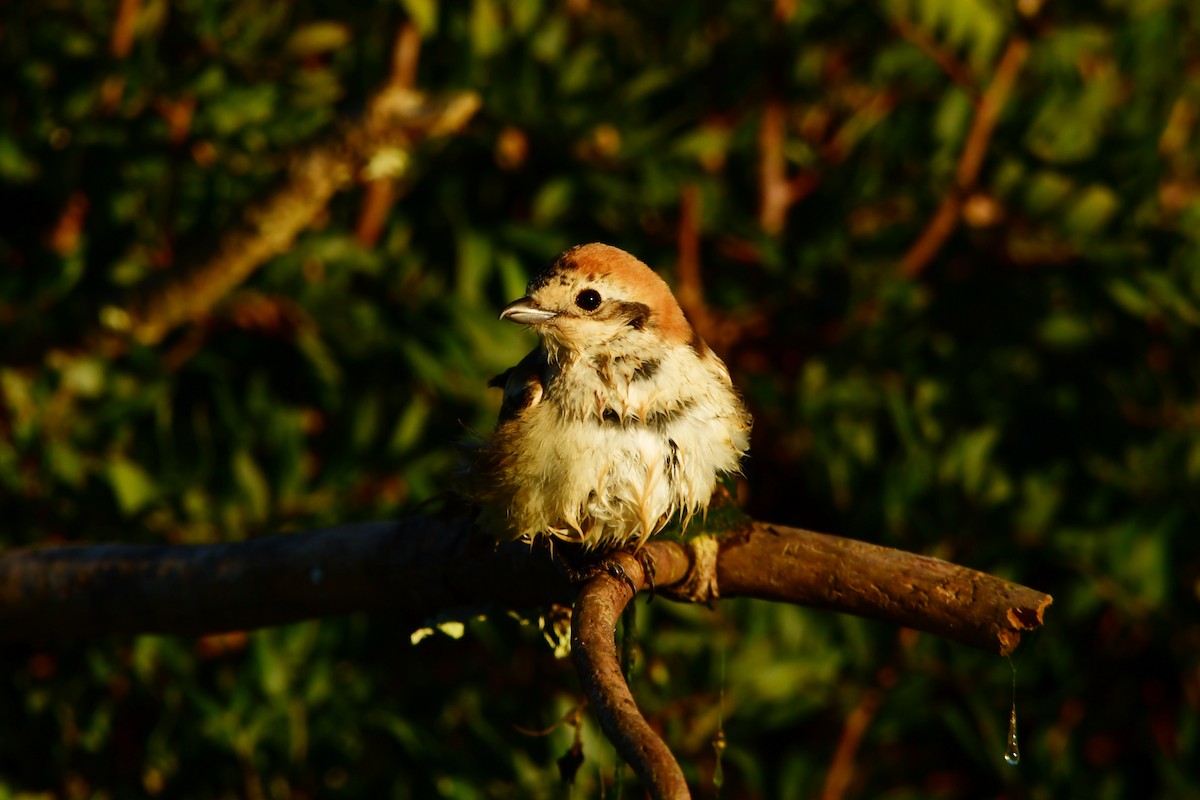 Woodchat Shrike - ML632899066