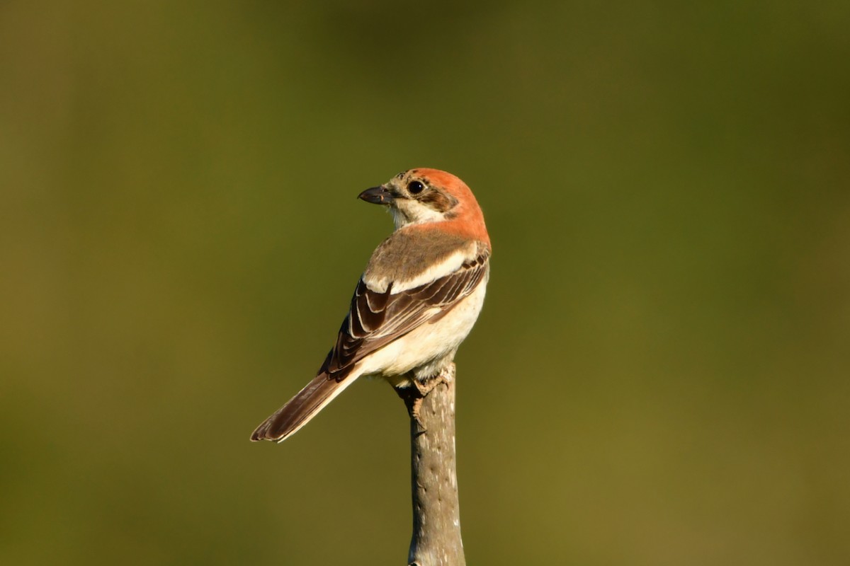 Woodchat Shrike - ML632899079