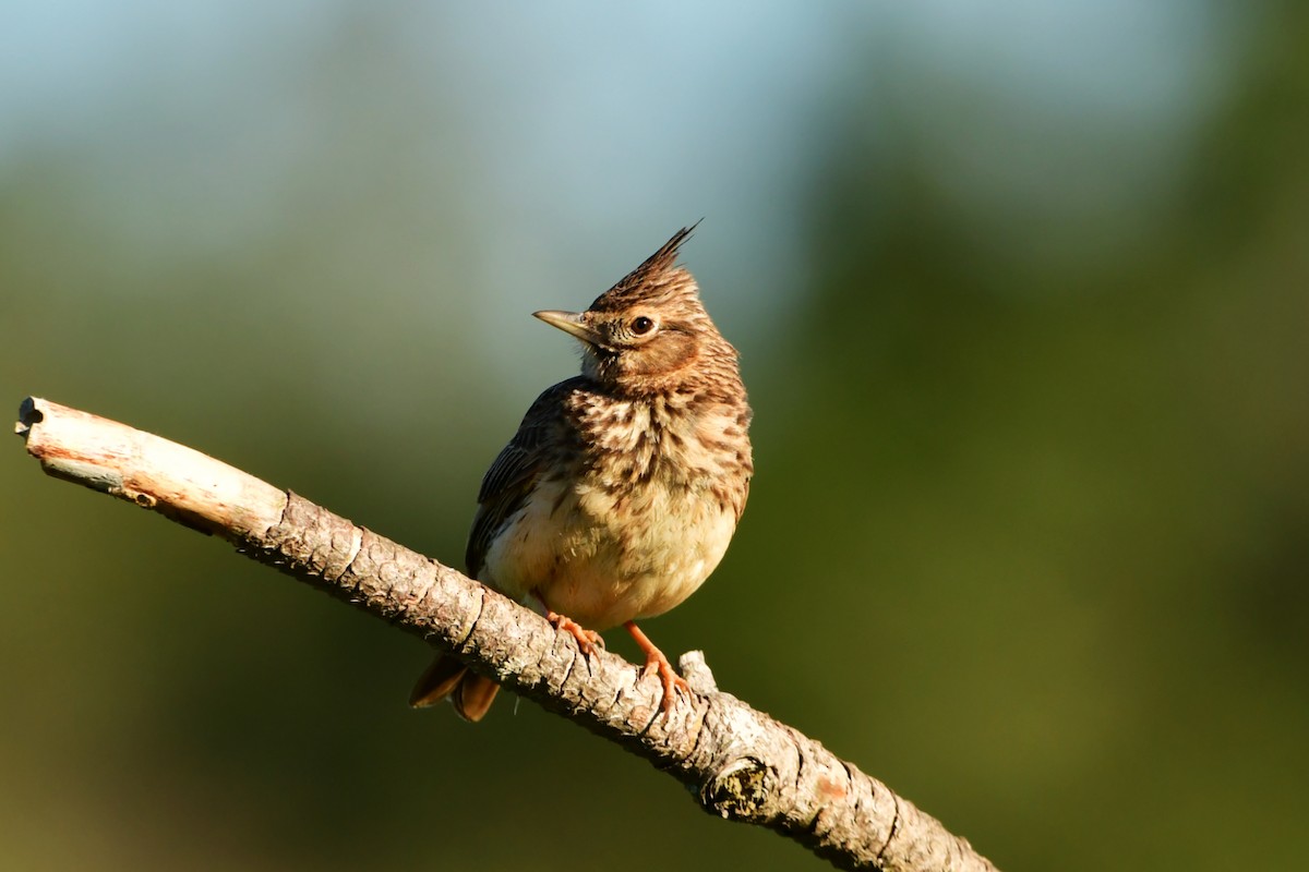 Thekla's Lark - ML632899090