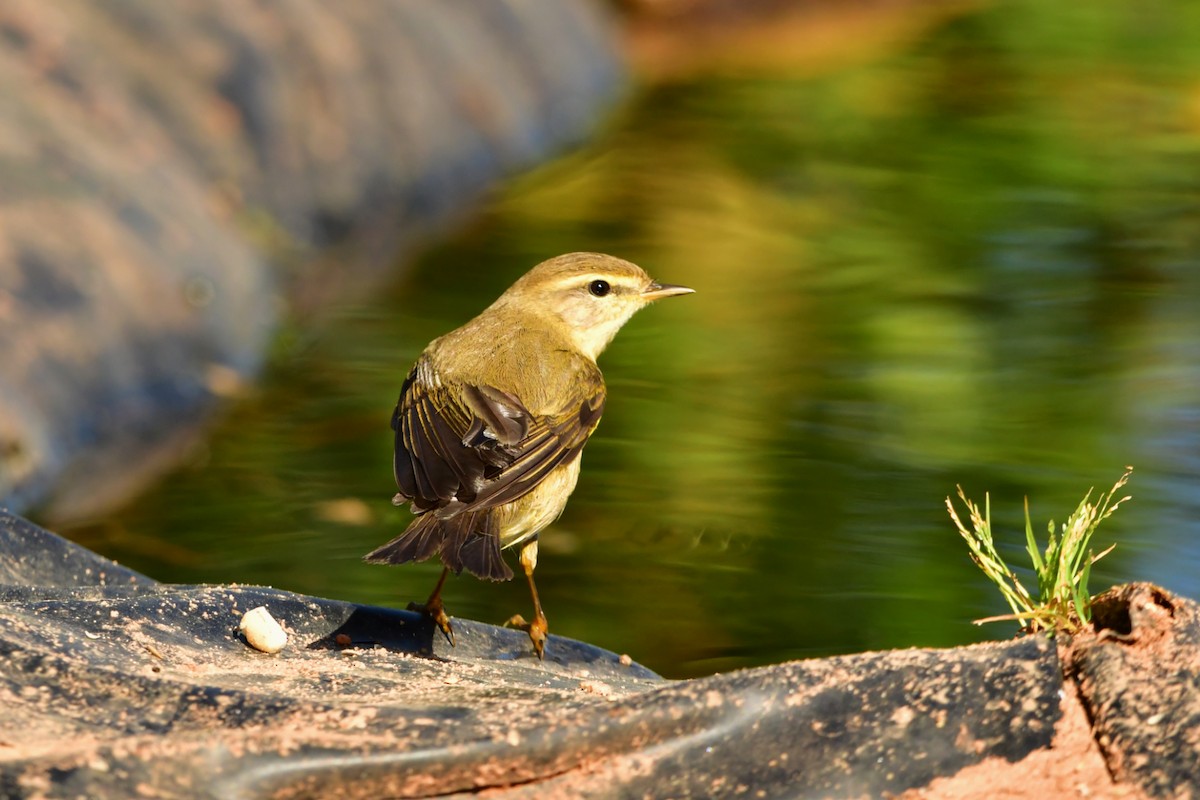 Willow Warbler - ML632899095