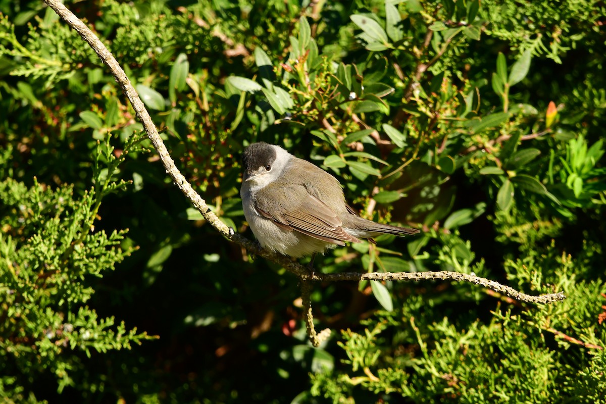 Eurasian Blackcap - ML632899123