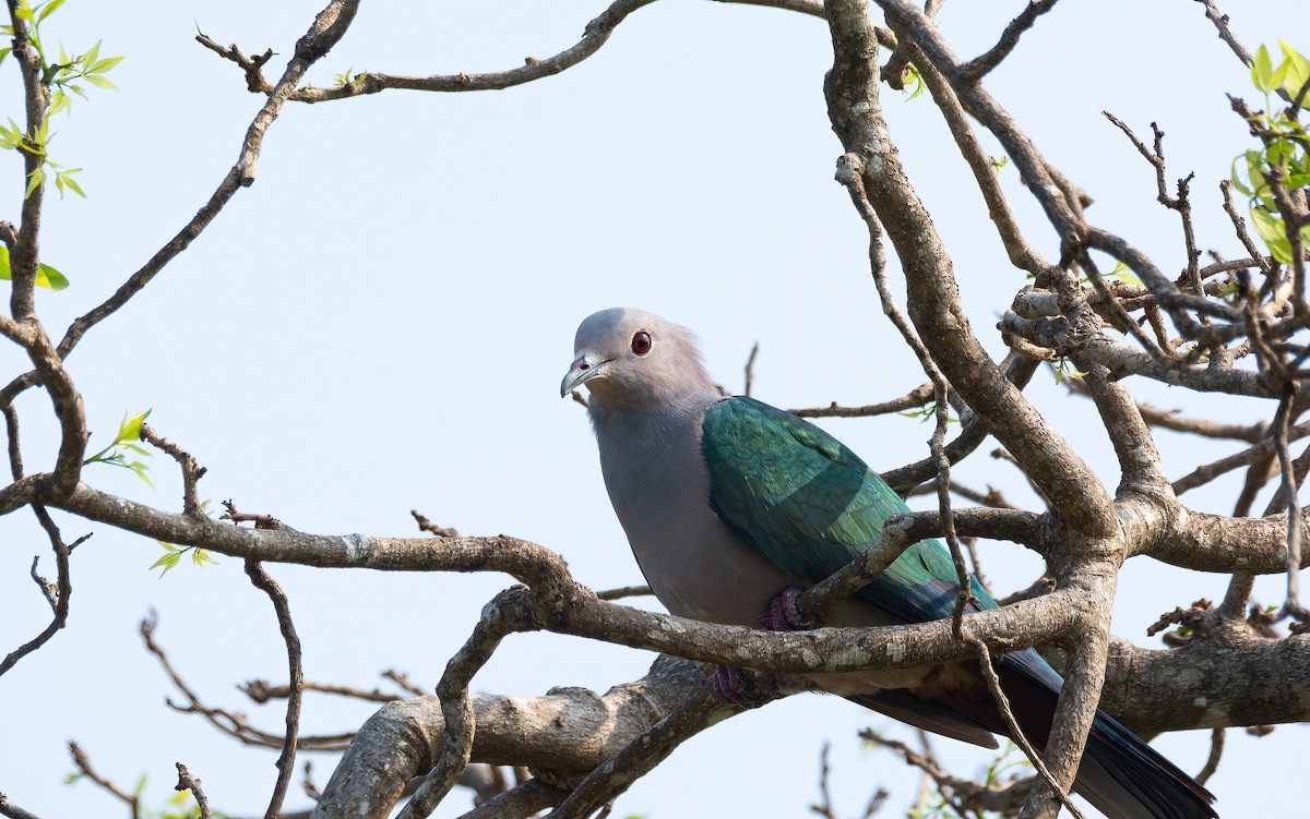 Green Imperial-Pigeon (Green) - ML632899128