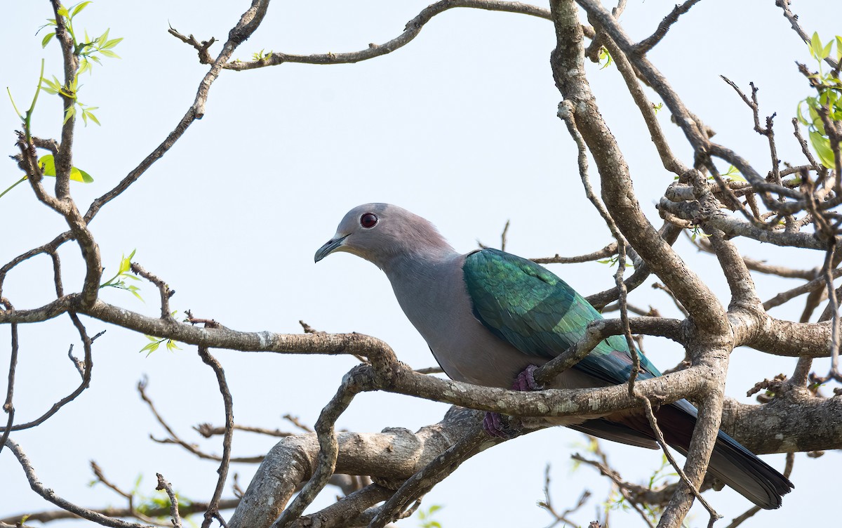 Green Imperial-Pigeon (Green) - ML632899129