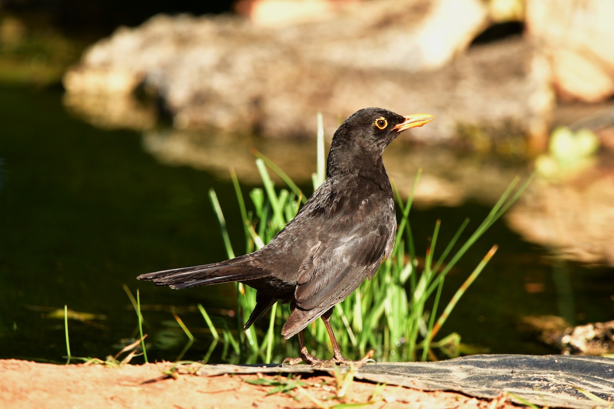 Eurasian Blackbird - ML632899130