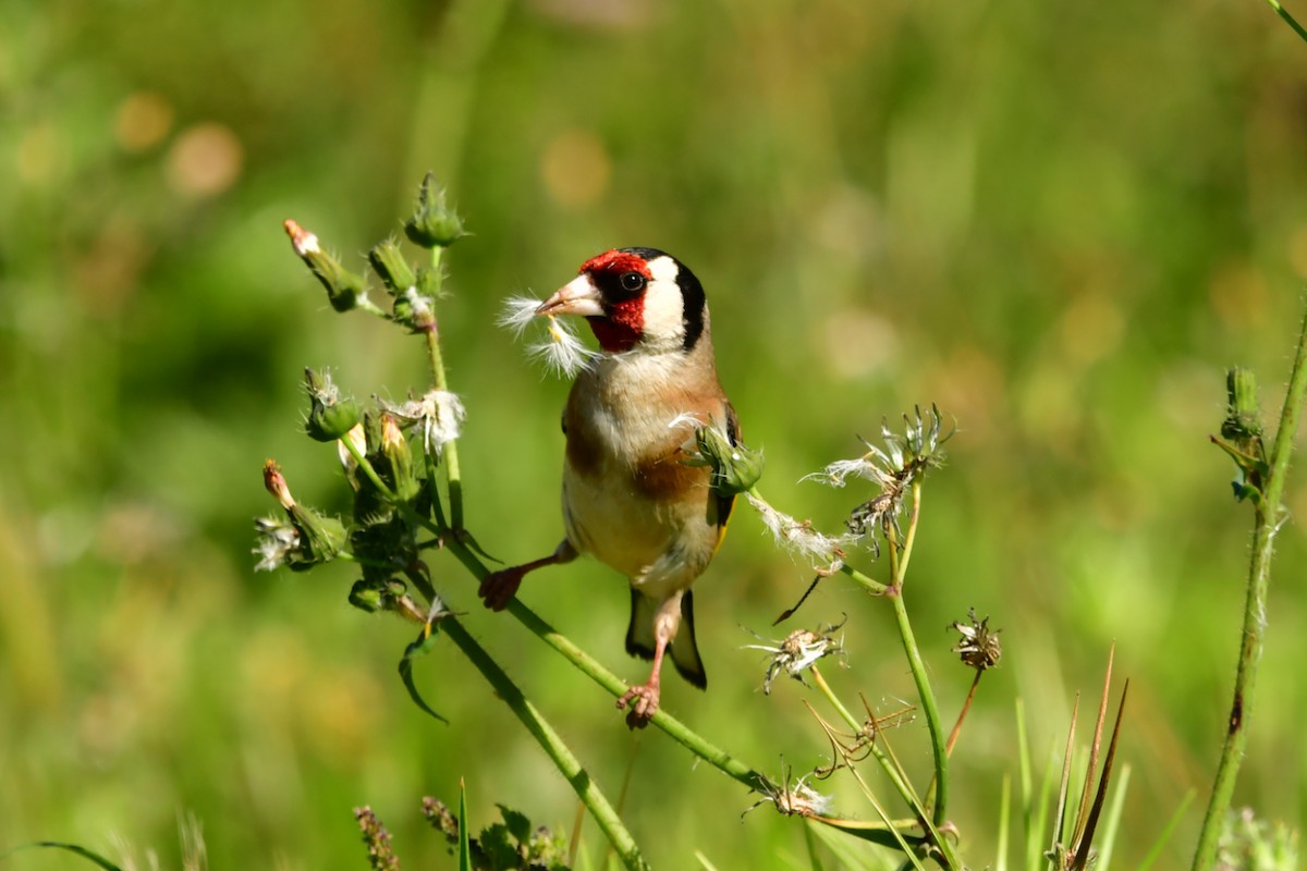 European Goldfinch - ML632899164