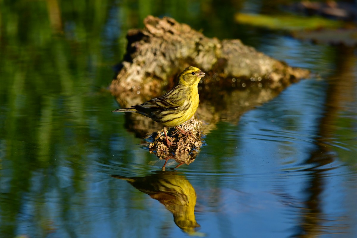 European Serin - ML632899171