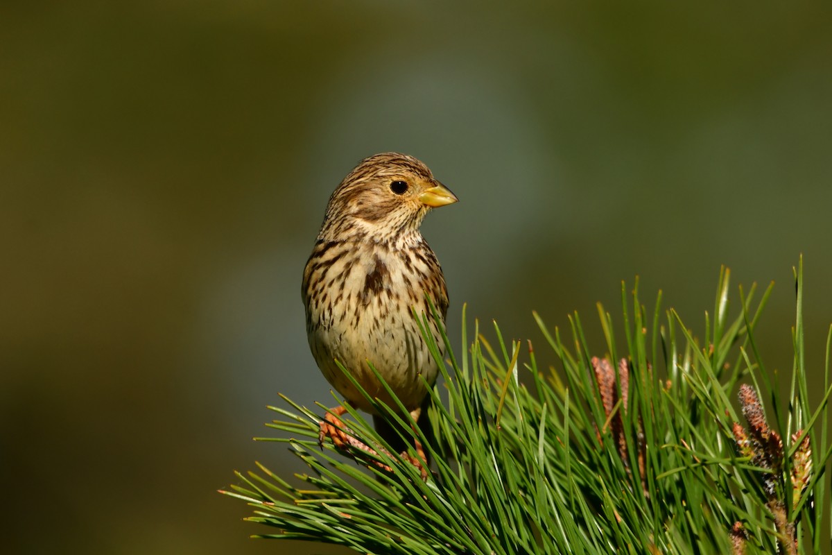 Corn Bunting - ML632899176