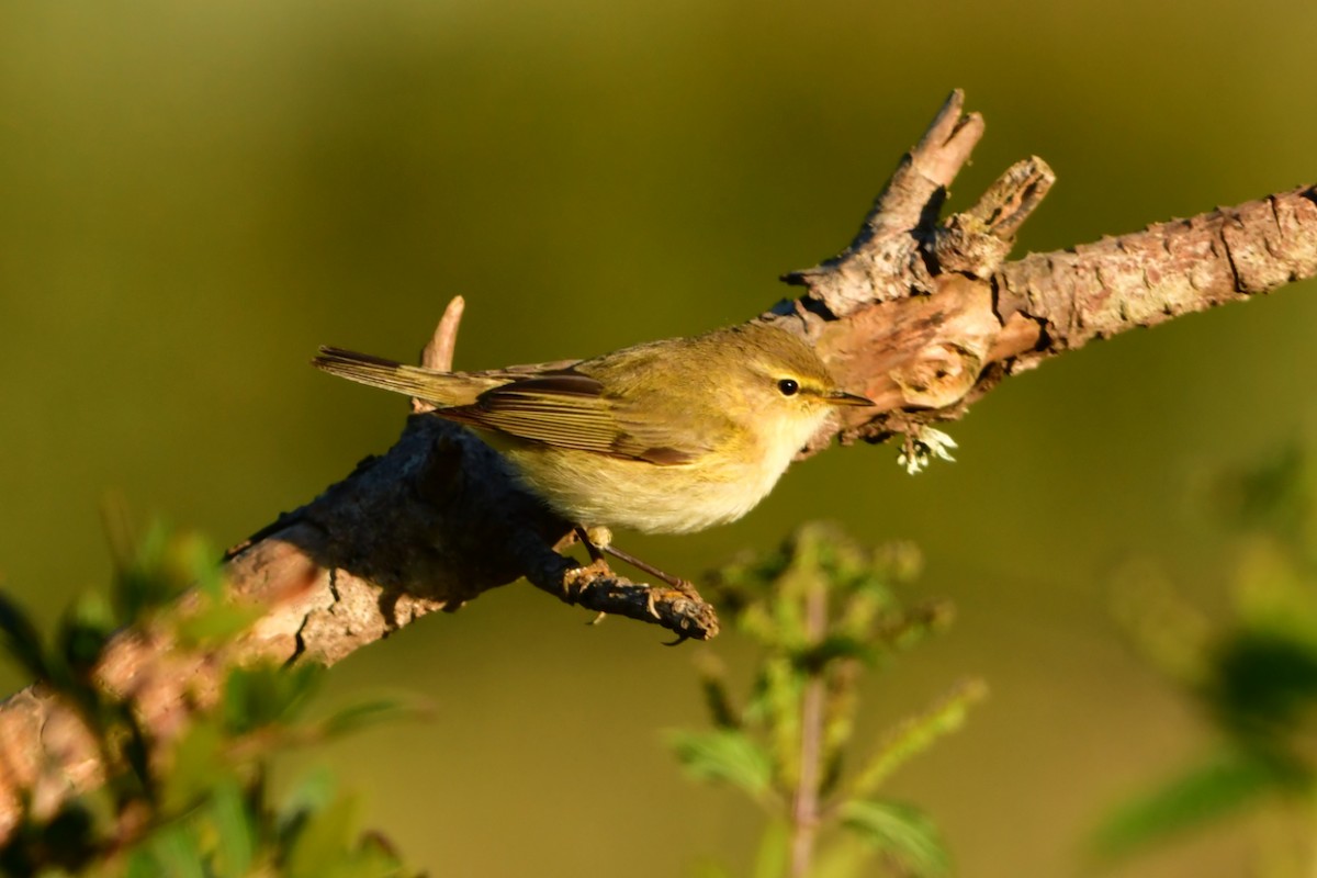 Common Chiffchaff - ML632899210