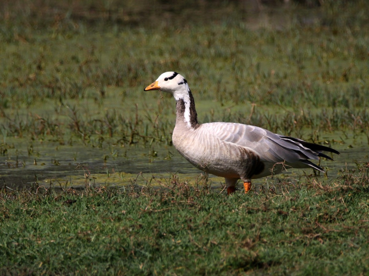 Bar-headed Goose - ML632899319
