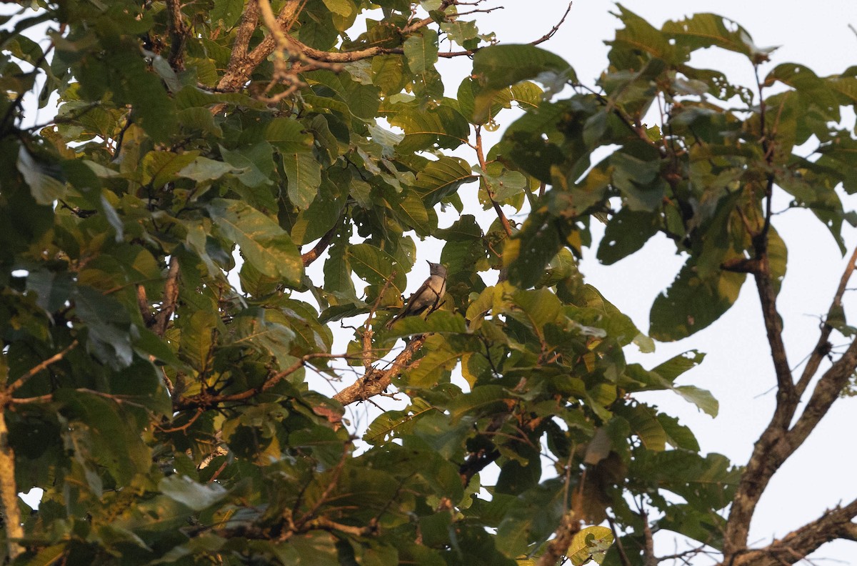 Black-naped Monarch - ML632899378