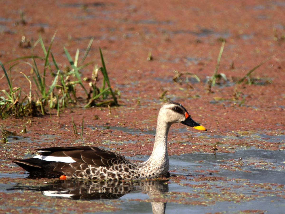 Indian Spot-billed Duck - ML632899381