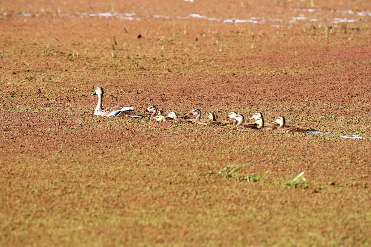 Indian Spot-billed Duck - ML632899382
