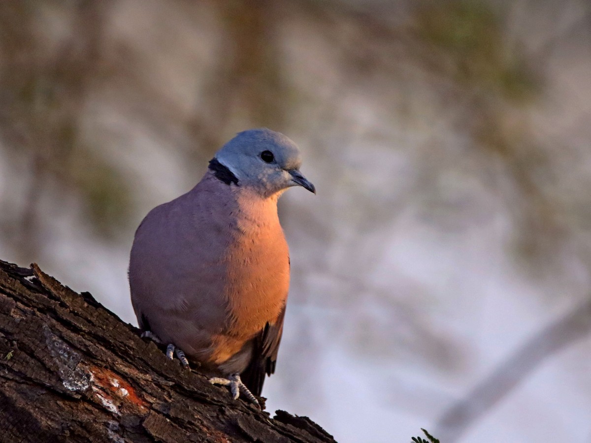 Red Collared-Dove - ML632899399