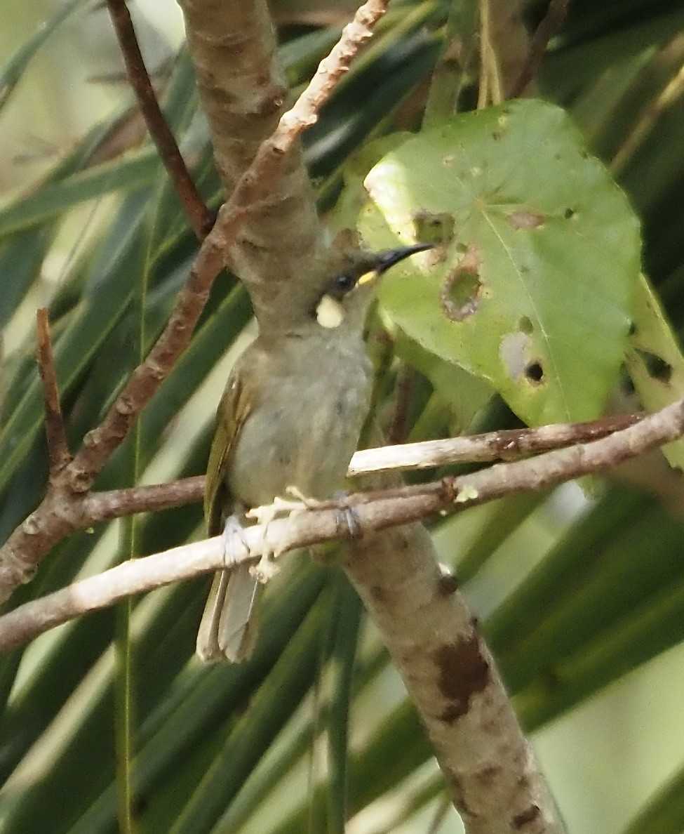Cryptic Honeyeater - ML632899463
