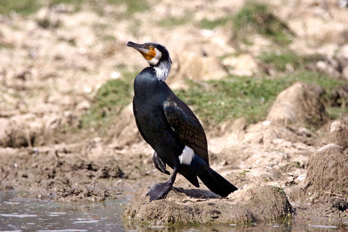 Great Cormorant - ML632899484