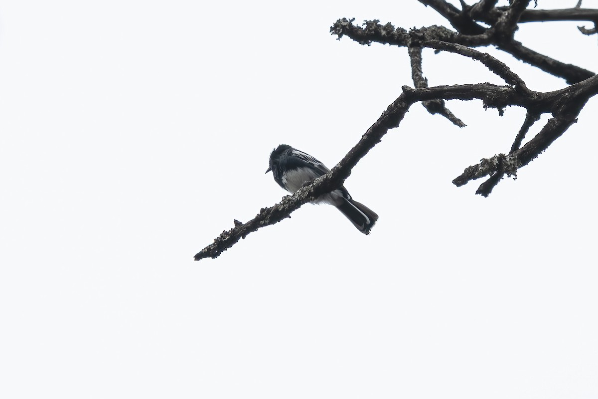 White-bellied Tit - Paul Beerman