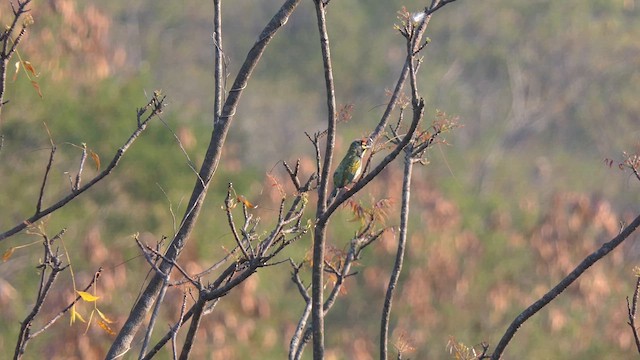 Coppersmith Barbet - ML632899497