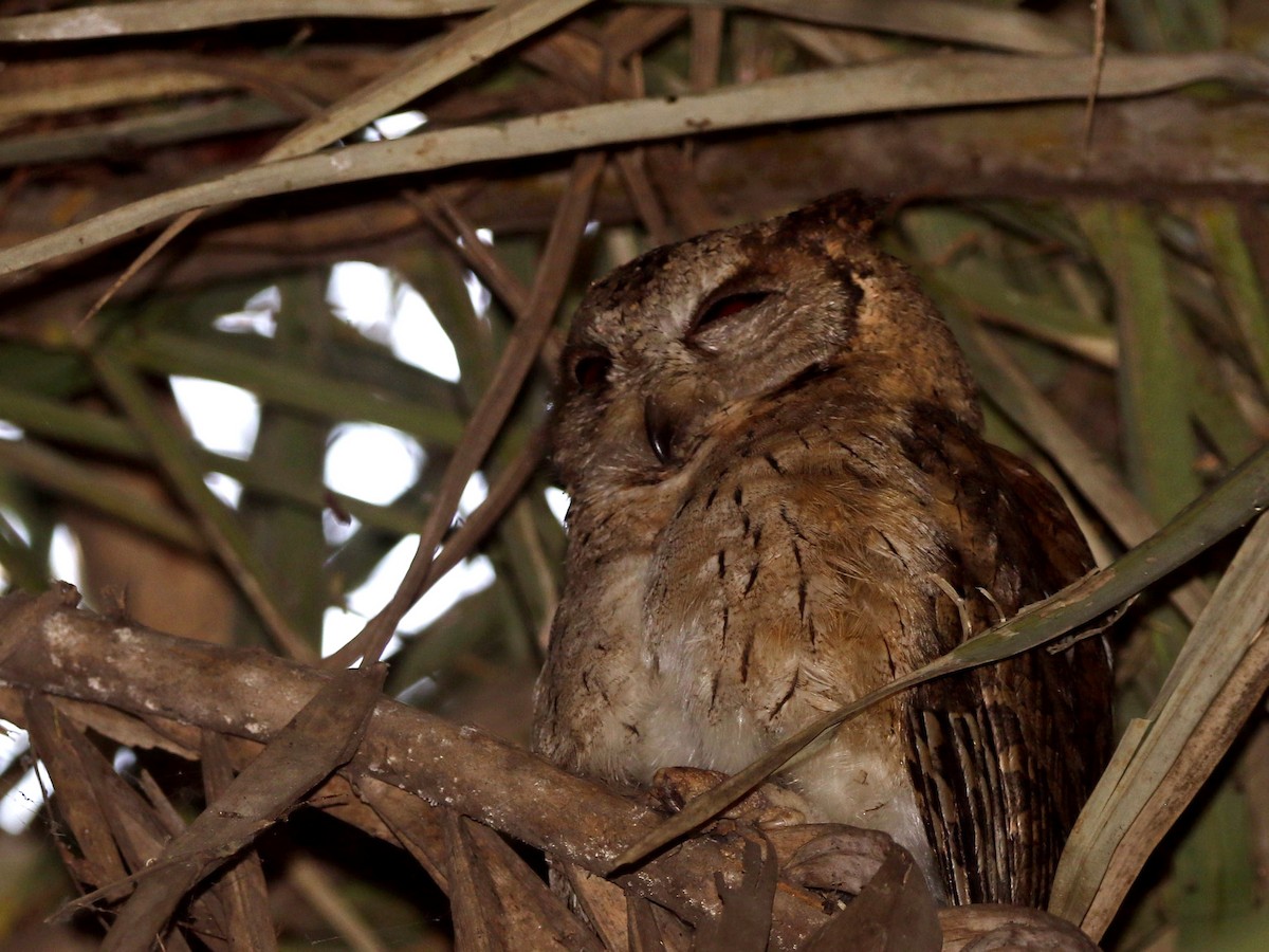 Indian Scops-Owl - ML632899539