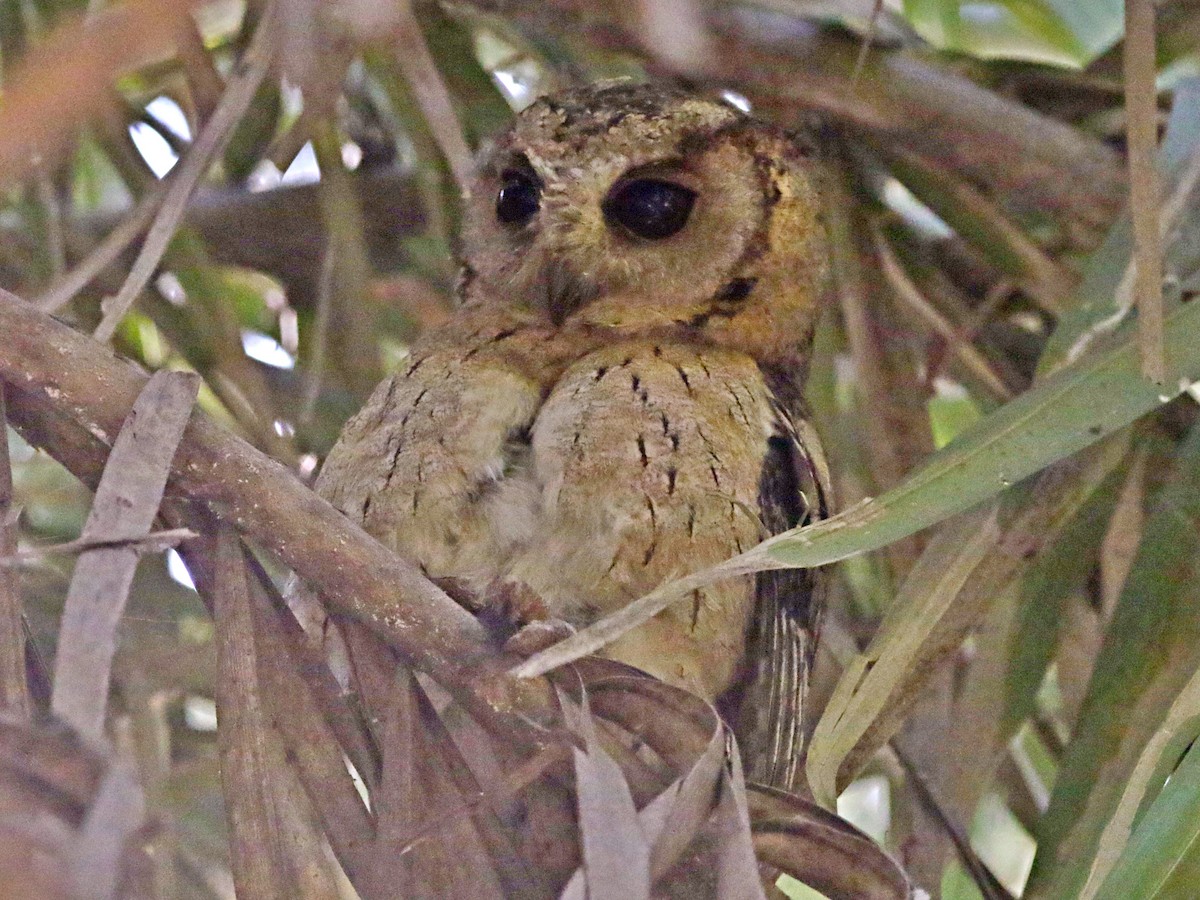 Indian Scops-Owl - ML632899540