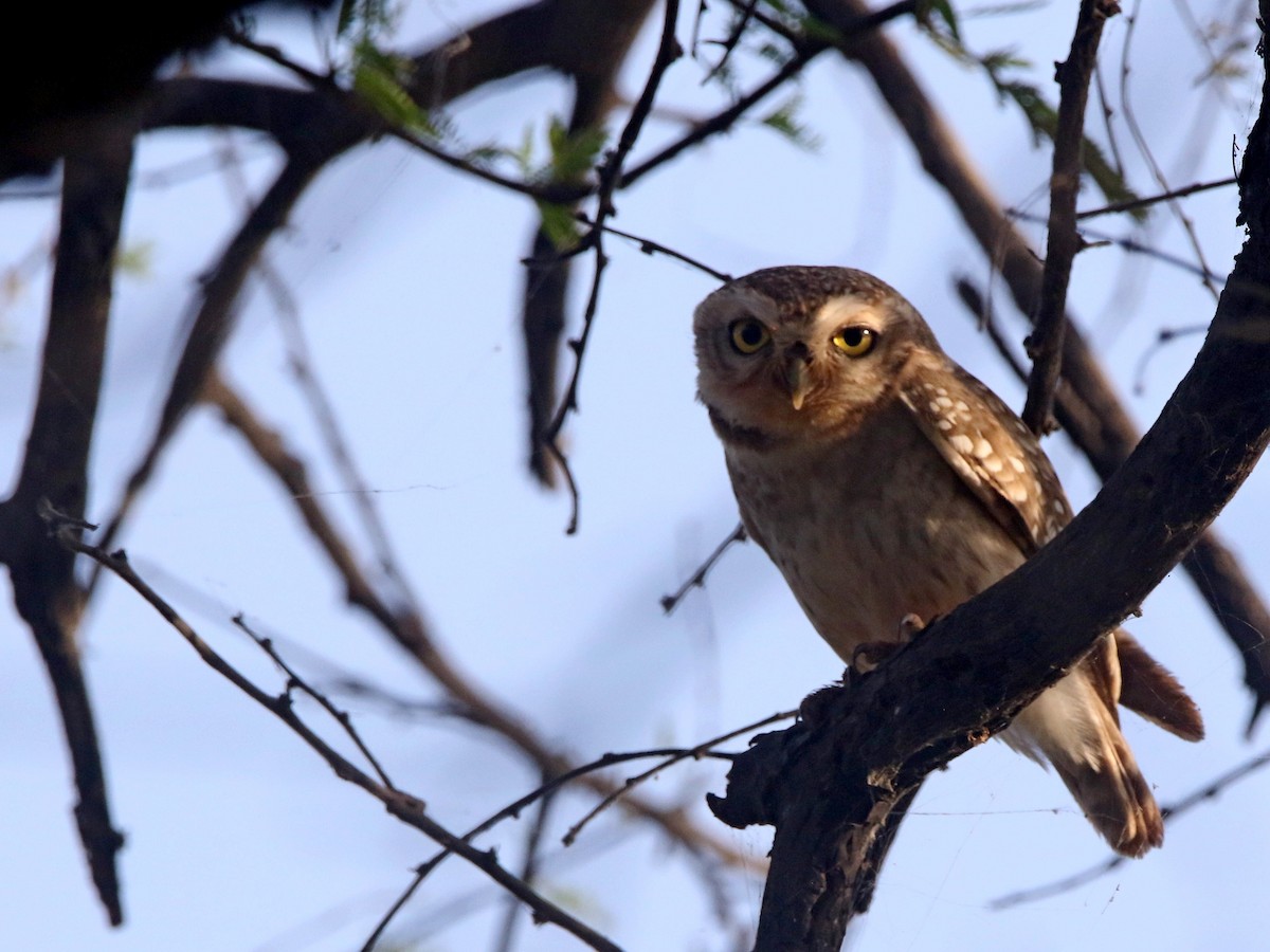 Spotted Owlet - ML632899555