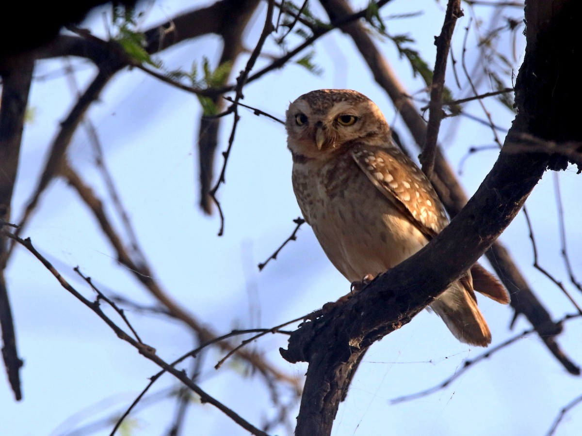 Spotted Owlet - ML632899556